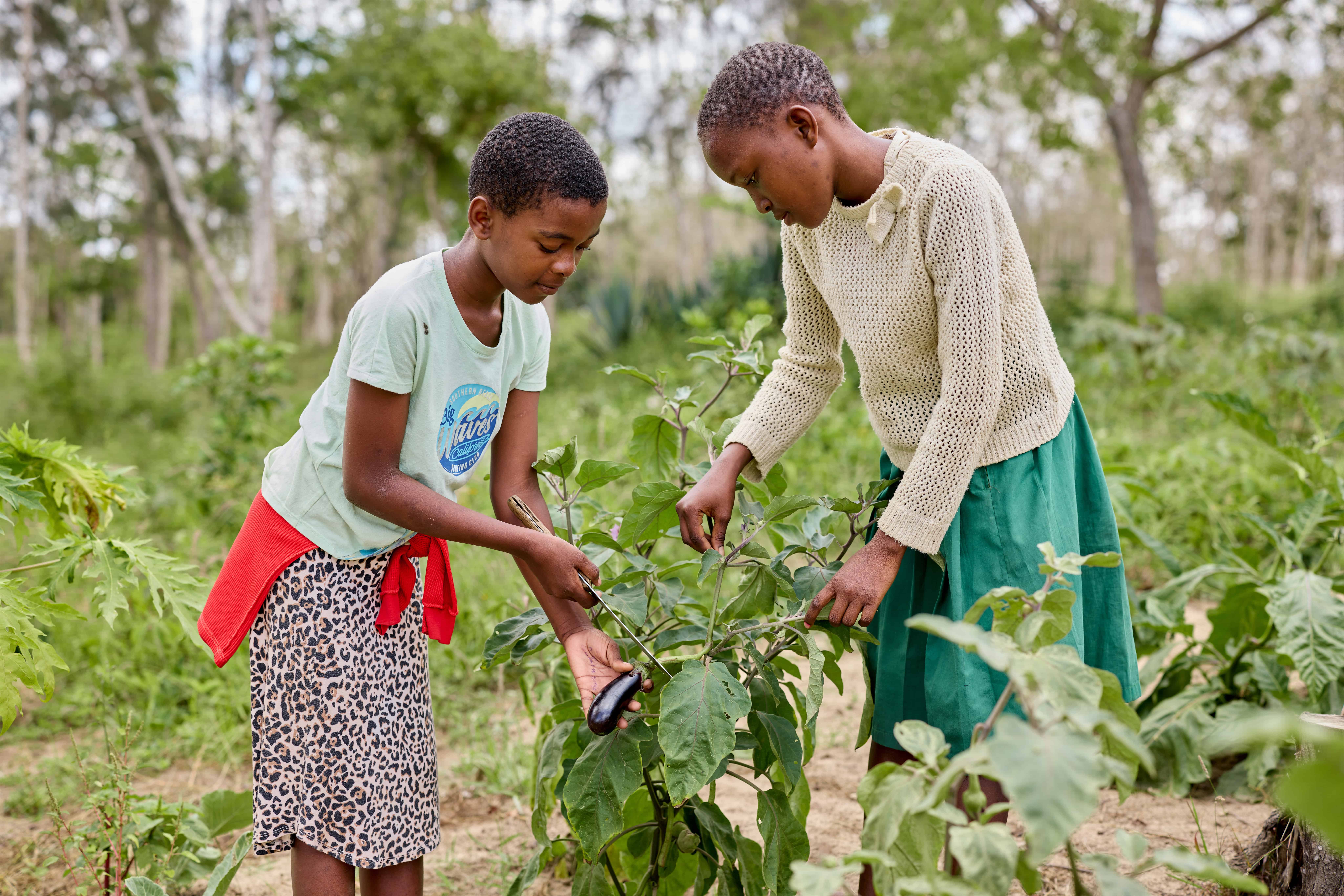 Two girls, Elizabeth and her friend, harvest eggplants from a lush school garden in Kenya. As part of a 4K Club, they learn farming methods that protect the land for the future while caring for the environment.